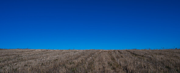 Landscape of a harvested field stretching toward a flat horizon beneath a vivid blue, cloudless sky. Clean lines, simple composition, and large copy space create a calm and modern background.
