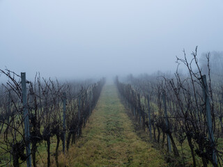 autumn vineyards in the mist 