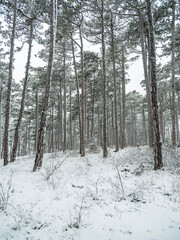 winter forest, white forest flor covered with snow