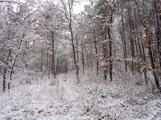 winter forest, white forest flor covered with snow