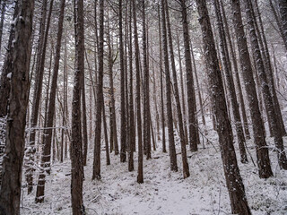winter forest, white forest flor covered with snow