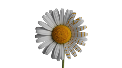Daisy with Gold Stripes on Transparent Background