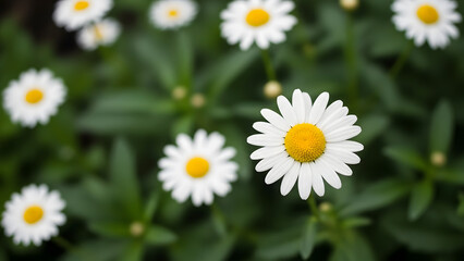 White daisies with yellow centers growing in a lush green garden bed