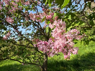 Lilac flowering tree in the spring garden.