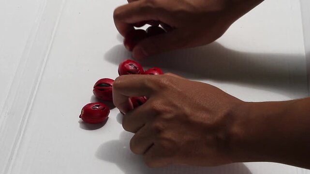 Detailed view of hands reaching into a pile of nutmeg seeds and picking them up. Showcasing the harvest and selection of high-quality tropical spices.