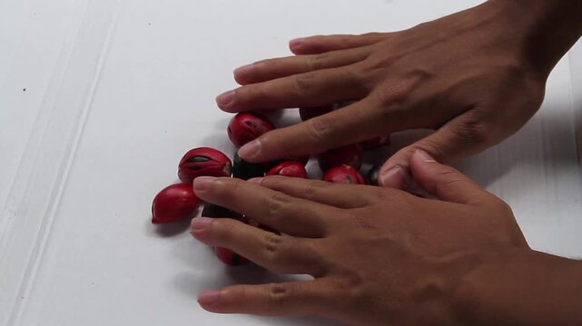 A high-angle close-up of hands putting down several fresh nutmeg seeds to form a pile, highlighting the vibrant red aril and glossy texture of the spice.