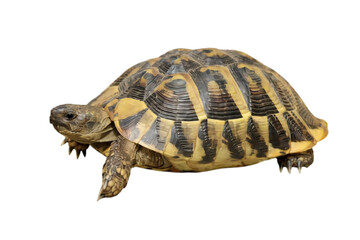 Fototapeta premium Tortoise on White Background (Transparent Background)