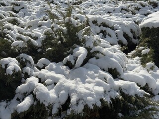Snow covered juniper shrubs in the winter park.