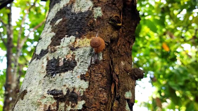 Small brown snail with a tight spiral shell slowly clings to the mossy rough textured tree trunk surrounded by lush green jungle foliage.