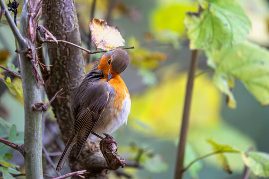 Ein Rotkehlchen lehnt den Kopf zur Seite, als w&uuml;rde es einem stillen Gedanken lauschen.
Das Orange seiner Brust gl&uuml;ht warm gegen das ged&auml;mpfte Gr&uuml;n des Winters, ein kleiner Farbakzent im ruhigen Wald.