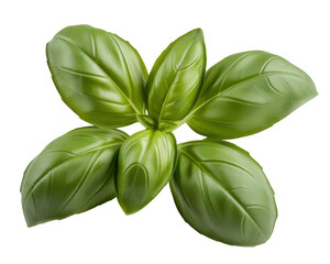 A cluster of vibrant green basil leaves transparent background isolated on black background fresh