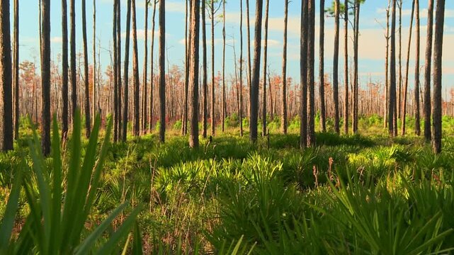 Wide view of the pine flatwoods ecosystem in Okefenokee Swamp with longleaf pines rising from dense understory of green saw palmettos