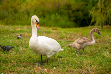 Obraz premium A close-up of a swan walking in a meadow. Nesting waterfowl. A flock of swans strolls across the green grass.