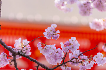 神社の桜