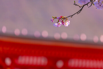 神社の桜