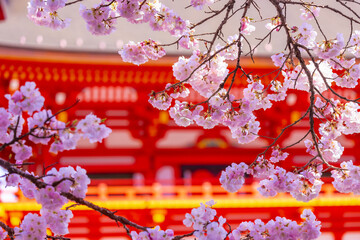 神社の桜