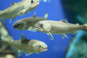 Fototapeta premium 水槽の中を泳ぐヒメマス