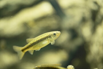 水中を泳ぐギンブナ