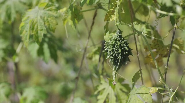small bitter gourd or bitter melon,momordica charantia on vine plant also known as dwarf variety bitter gourd