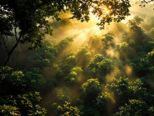 sun rays in the forest