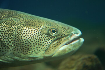 イトウのアップ