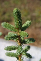a large, beautiful green Christmas tree