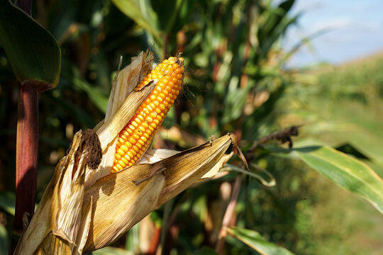 Ripe corn cob ready for harvesting close-up view, agriculture concept