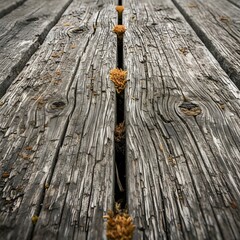 Wood planks with cracks showing small plants growing in the gaps by the water's edge
