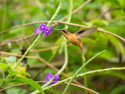 Streifenkehl-Schattenkolibri (Phaethornis striigularis)