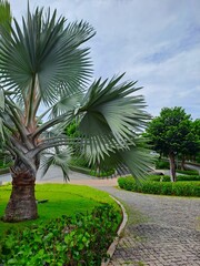 Beautifully manicured park area with a large silver fan palm and stone paved walkway in Vietnam