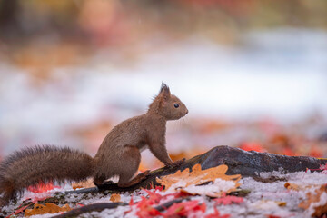 晩秋のエゾリス