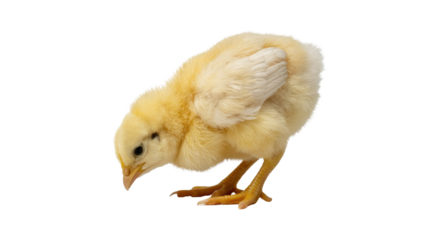 Cute Yellow Chick on Transparent Background
