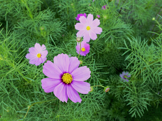 Purple cosmos flower blooming at the garden in spring time.