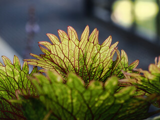 Abstract background texture of group of leafs.