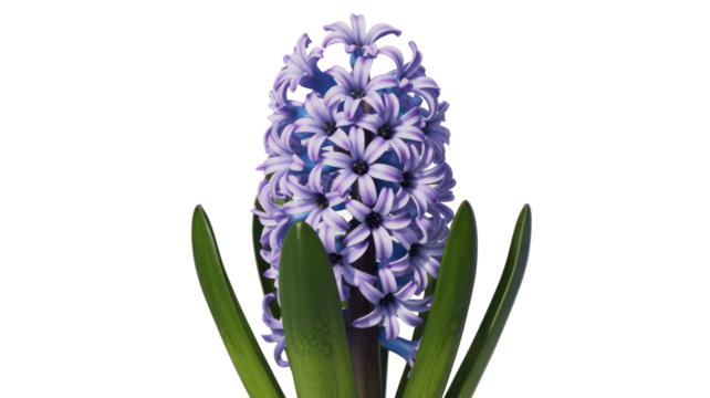 Hyacinth Flower on Transparent Background - Powered by Adobe