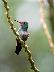 Fototapeta premium Goldschwanz-Saphirkolibri (Chlorestes eliciae) 