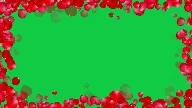 realistic red rose petals trail green screen animation, chroma key romantic flower valentine love and marriage social media motion design element