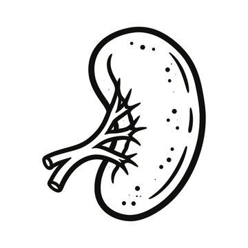 Outline vector illustration of human spleen anatomy