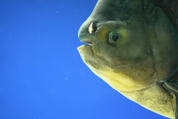 コロソマのアップ