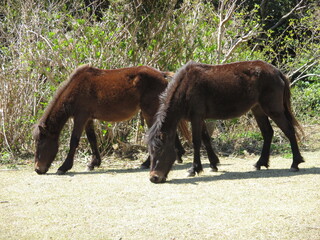 宮崎県串間市都井岬、道路で草を食べている日本唯一の野生馬「御崎馬」
