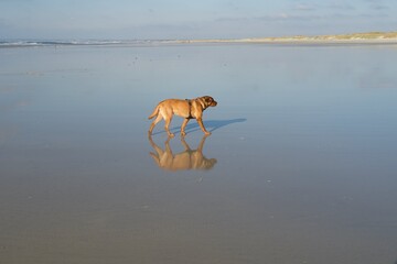 Solitary dog on empty beach, mirror‑like sand and horizon