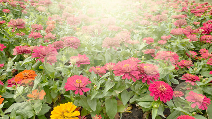 Vibrant pink zinnia field in sunny park with warm sun flare and soft bokeh overlay. Dreamy peaceful botanical garden scene perfect for nature lovers and summer floral backgrounds