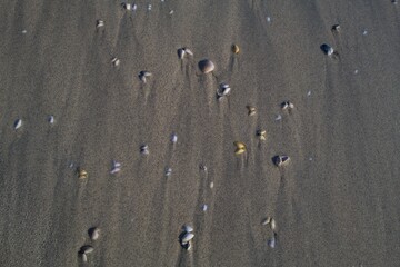 small seashells in the sand at a beach
