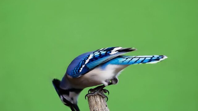 Vibrant blue jay perched on wooden post against green background