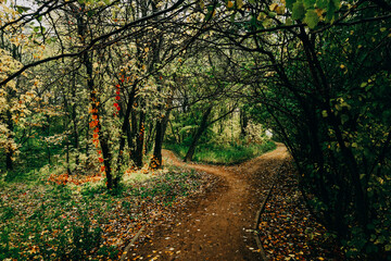 Fototapeta premium Autumn forest on a cloudy day