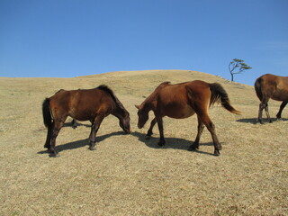 宮崎県串間市都井岬、野生馬の住む草原の美しい風景