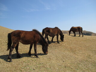 宮崎県串間市都井岬、野生馬の住む草原の美しい風景