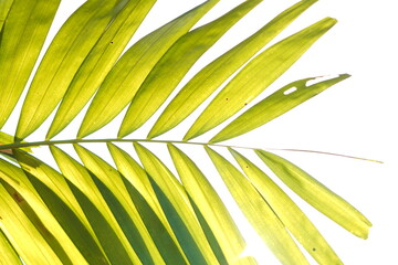 Bright Green Palm Frond Detail with a Strong Sun Flare against a High-Key White Background: Tropical image providing ample copy space, ideal for summer, vacation, or minimalist design themes © Rat Chanon PH.
