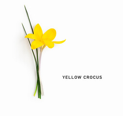 Yellow crocus flower with stem and leaves isolated on white background