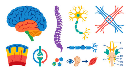 An illustration of the human nervous system, brain, spine, neurons, and sensory organs.